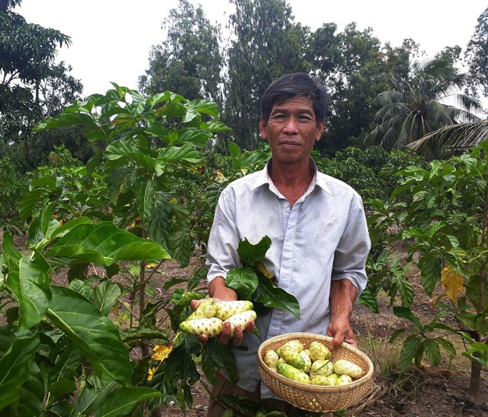 Từng &quot;làm mưa làm gió&quot;, giá trái nhàu rớt thảm còn 3.000 đồng/kg - Ảnh 1.