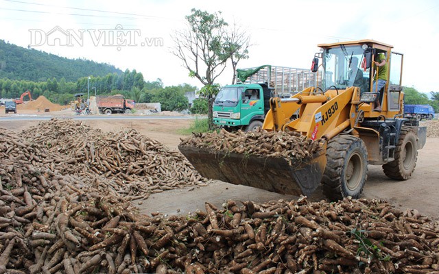 Giá nhích lên, xuất khẩu sắn Việt Nam có dấu hiệu khởi sắc - Ảnh 2.