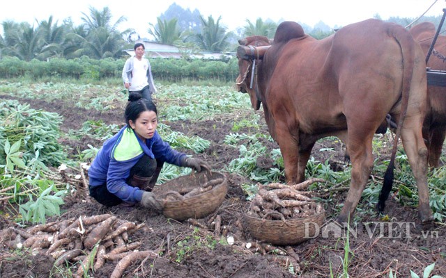 Giá nhích lên, xuất khẩu sắn Việt Nam có dấu hiệu khởi sắc - Ảnh 3.