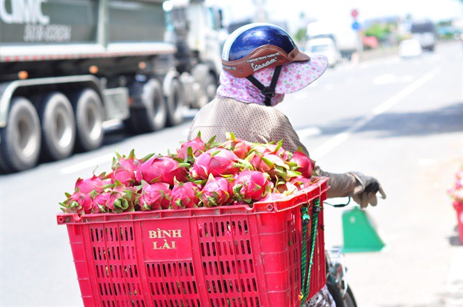 Nông dân làm mứt, rượu vang thanh long để xuất khẩu - Ảnh 2.