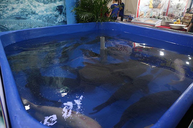 Cá ngừ đại dương xuất hiện ở Hội chợ sản phẩm thủy sản 2019 - Ảnh 5.