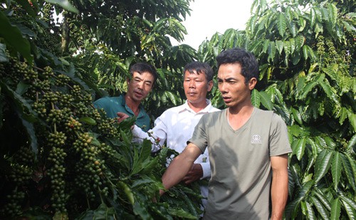 Cà phê mất mùa kép, người trồng tự chế biến mang đi bán - Ảnh 1.