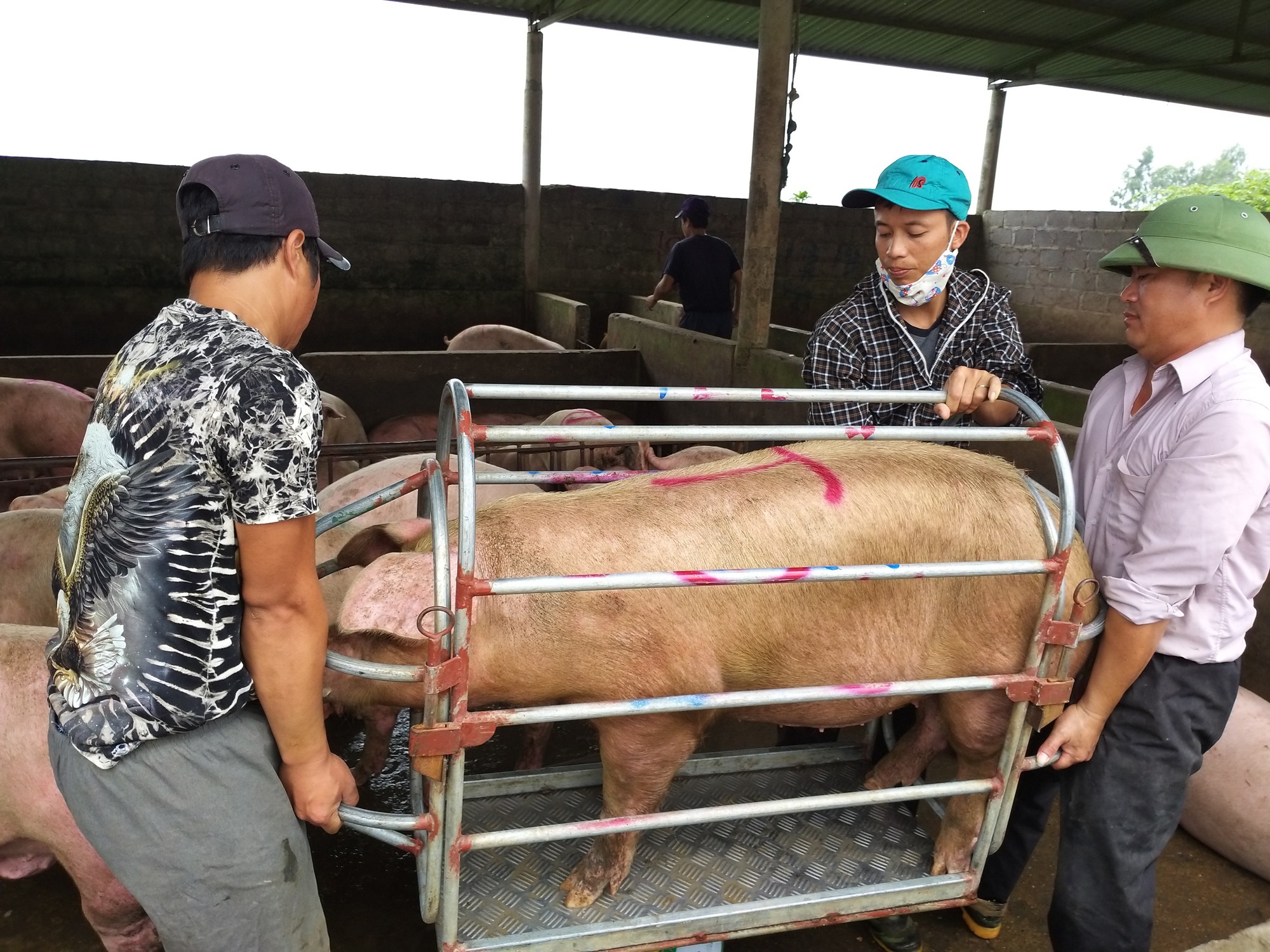 Giá lợn hơi tăng &quot;chóng mặt&quot;, nông dân nôn nóng tái đàn - Ảnh 1.