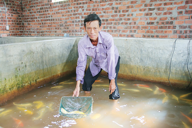 Ngoài trực tiếp nuôi cá Koi, anh Câu còn cung cấp cá giống để liên kết sản xuất với nhiều hộ khác trong vùng để cùng nhau phát triển kinh tế.