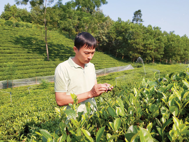 Anh Thắng kiểm tra chất lượng chè trước khi thu hoạch.