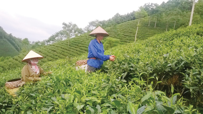 Công nhân thu hái chè hữu cơ tại HTX của anh Thắng.