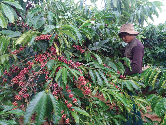 Lâm Đồng được đánh giá là tỉnh có tỷ lệ tái canh cà phê cao.