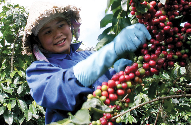 Khi tham gia các mô hình canh tác cà phê bền vững, sản lượng của người dân tăng lên đáng kể.