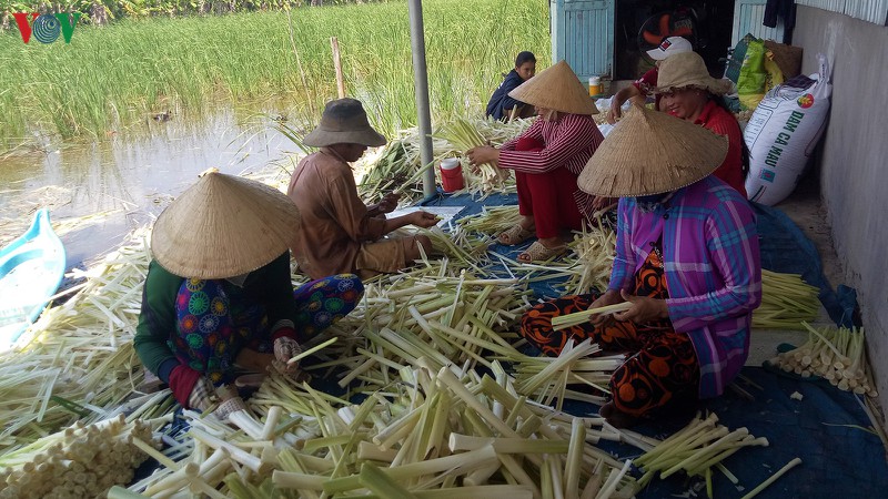 Cây bồn bồn đang là hướng đi mới cho hộ nghèo vùng đất U Minh hạ.