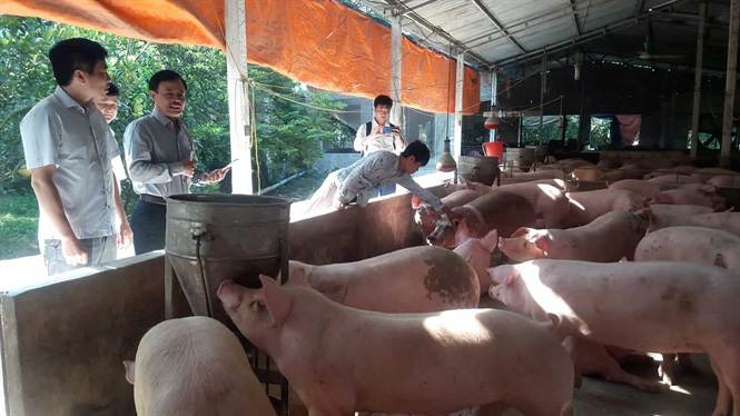 Giá heo hơi tăng cao, chợ lợn lớn nhất miền Bắc buôn bán tấp nập - Ảnh 1.