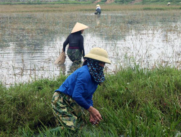 Nông dân đổ xô đi bắt ốc bươu vàng hại lúa, thu lợi hàng triệu đồng - Ảnh 2.