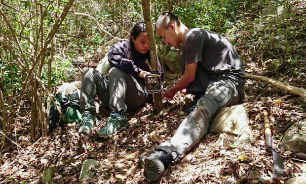 Tìm ra cheo cheo lưng bạc quý hiếm nghi đã tuyệt chủng 30 năm tại Việt Nam - Ảnh 3.
