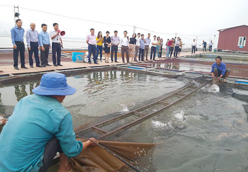 “Đánh thức” tiềm năng nuôi cá nước ngọt ở miền Bắc - Ảnh 1.