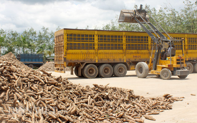 Khát sắn nguyên liệu, doanh nghiệp buộc phải tăng giá thu mua - Ảnh 3.