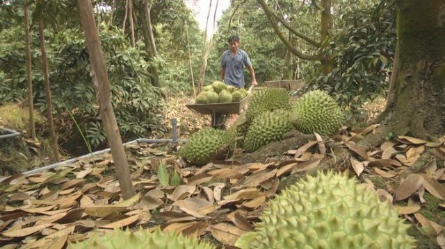 Thương lái Trung Quốc lùng mua, giá sầu riêng lên đỉnh 85.000 đ/kg - Ảnh 2.