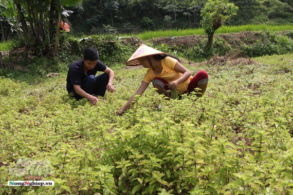 Từ loài cây mọc dại, thạch đen Cao Bằng thành cây &quot;trăm triệu&quot; - Ảnh 1.