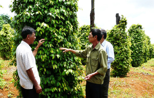 Mật ong, cá lăng đuôi đỏ Sêrêpốk... sẽ được Đăk Lăk ưu tiên đầu tư - Ảnh 1.