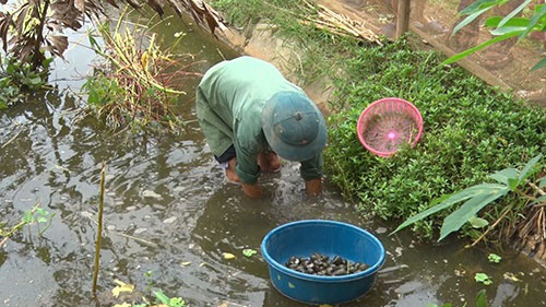 Lão nông thả nuôi 1000 ốc nhồi vùng trung du, thu trăm triệu đồng/năm - Ảnh 1.