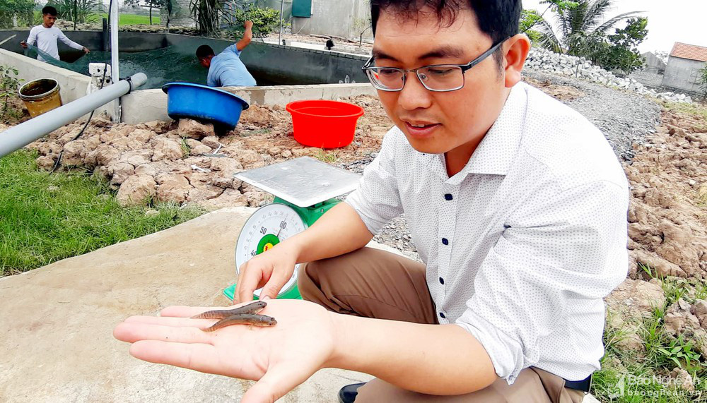 &quot;Bí quyết&quot; nuôi loài cá lóc mõm nhím chỉ trong 1,5 m nước, lãi hàng trăm triệu đồng/vụ - Ảnh 3.