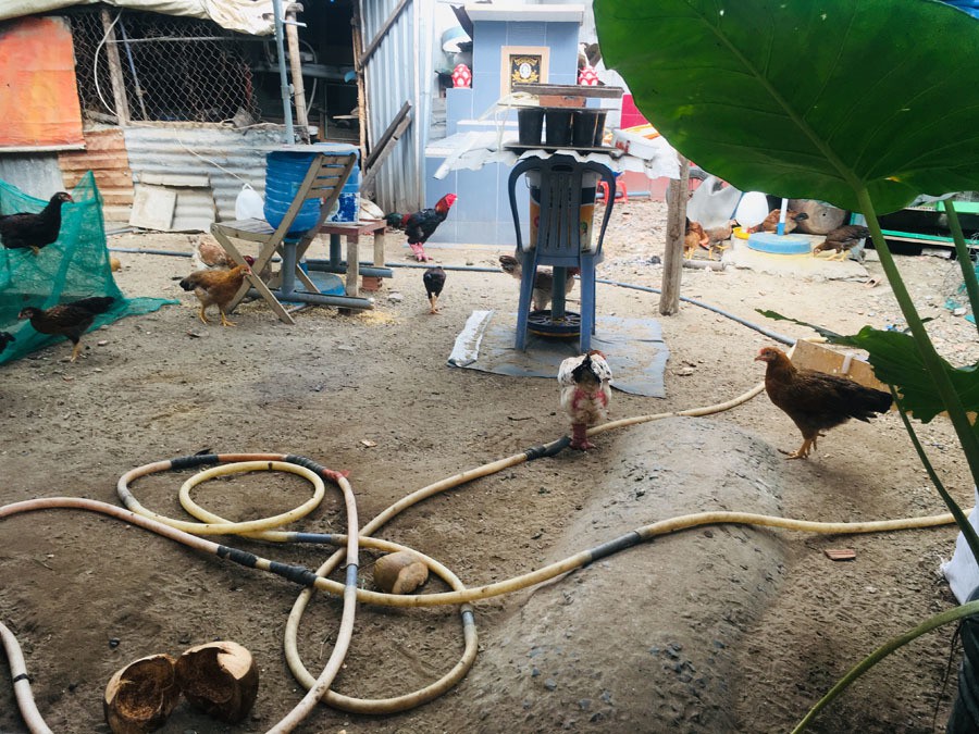 Gia đình Sài Gòn nuôi gà trên 10 ngôi mộ người thân trước cửa nhà - Ảnh 2.