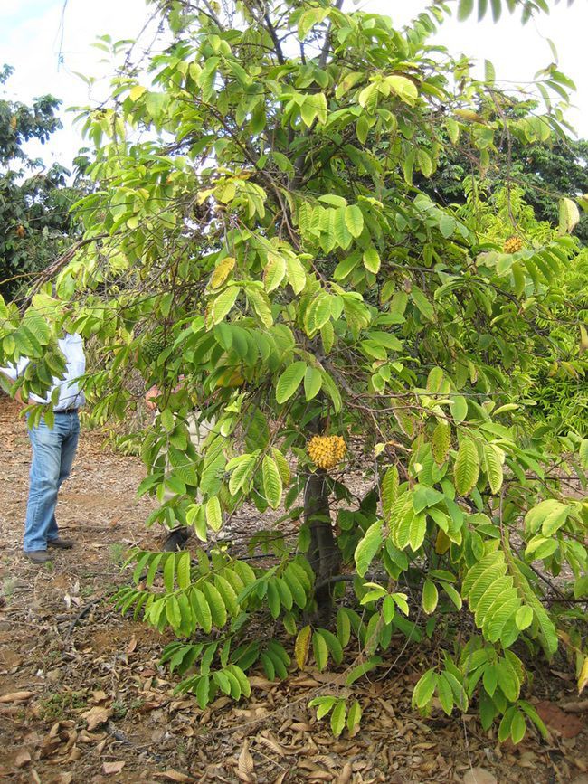 Thứ quả chẳng ai nghĩ là &quot;mỏ tiền&quot;, nay bán vài trăm nghìn đồng/kg - Ảnh 1.