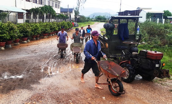 Vựa mai lớn nhất miền Trung ... di dời tránh lũ - Ảnh 11.