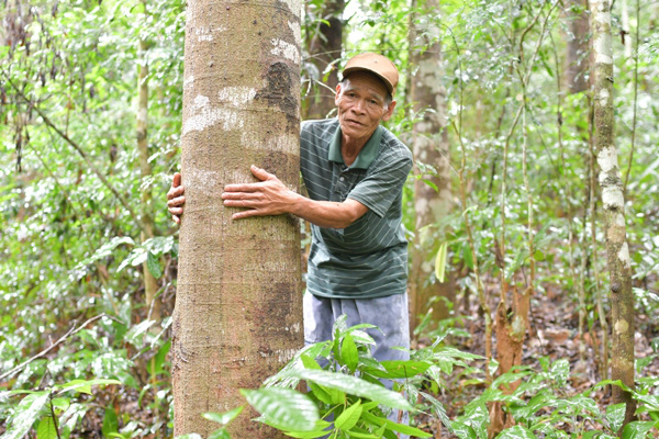 &quot;Thủ lĩnh&quot; giữ &quot;kho báu lộ thiên&quot; lim xanh tiền tỷ ở xứ Thanh - Ảnh 2.