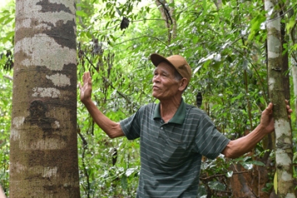 &quot;Thủ lĩnh&quot; giữ &quot;kho báu lộ thiên&quot; lim xanh tiền tỷ ở xứ Thanh - Ảnh 1.