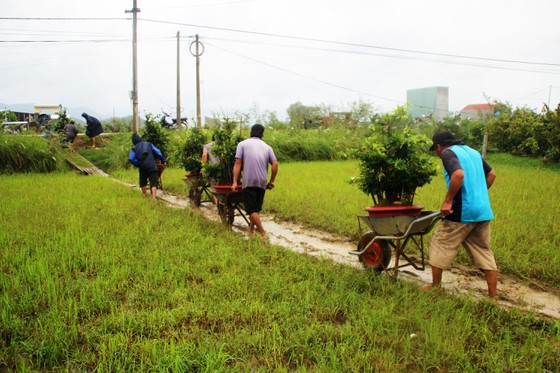 Vựa mai lớn nhất miền Trung ... di dời tránh lũ - Ảnh 3.