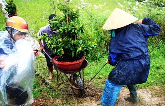 Vựa mai lớn nhất miền Trung ... di dời tránh lũ - Ảnh 1.