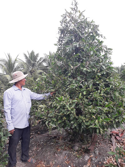 Lần đầu tiên cây mai vàng được đóng mác bảo chứng chất lượng - Ảnh 2.