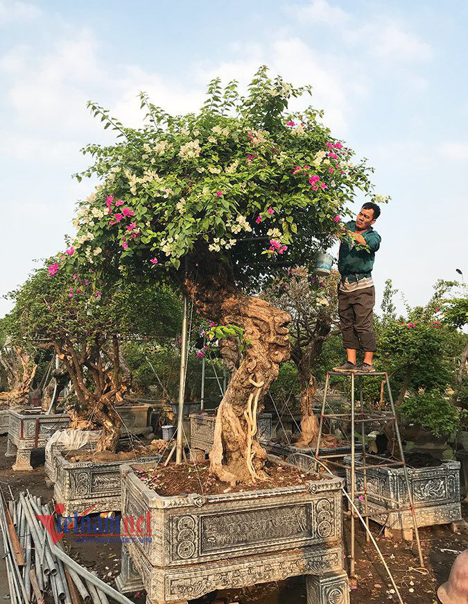 Chiêm ngưỡng gốc hoa giấy ngũ sắc 600 triệu đồng, đại gia Việt xuống tiền chơi Tết - Ảnh 12.