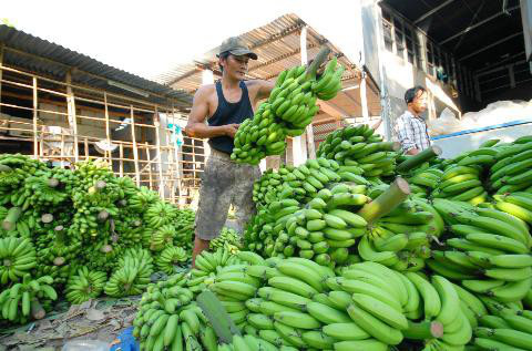 An Giang: Trồng 70ha chuối trên đất phèn, thu nhập hàng chục tỷ - Ảnh 1.