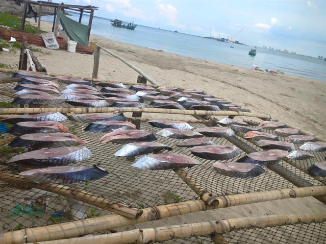 Băn khoăn đặc sản cá thu một nắng Đồ Sơn - Ảnh 1.