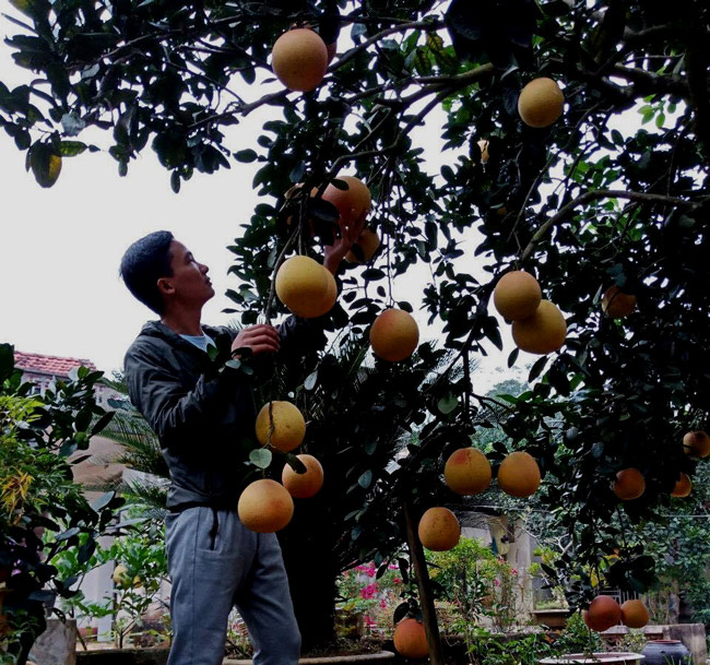 Cận cảnh vườn bưởi Luận Văn “tiến vua” tiền tỷ của ông nông dân xứ Thanh - Ảnh 17.