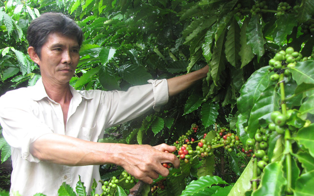 3 năm liên tiếp khủng hoảng giá, người trồng cà phê đuối sức - Ảnh 2.