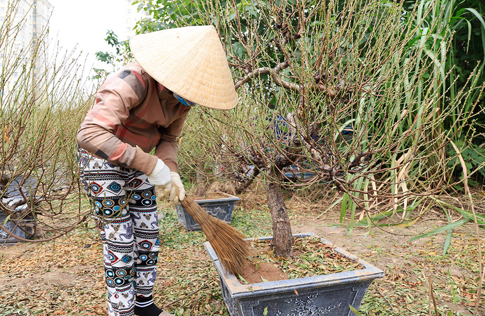 Đào, bưởi khủng &quot;rục rịch&quot; xuống phố sớm phục vụ Tết Canh Tý 2020 - Ảnh 4.