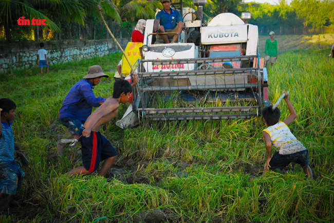 An Giang đẹp ngỡ ngàng mùa lúa chín - Ảnh 7.