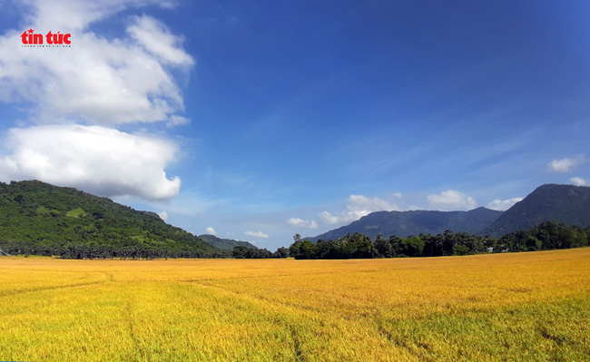 An Giang đẹp ngỡ ngàng mùa lúa chín - Ảnh 4.