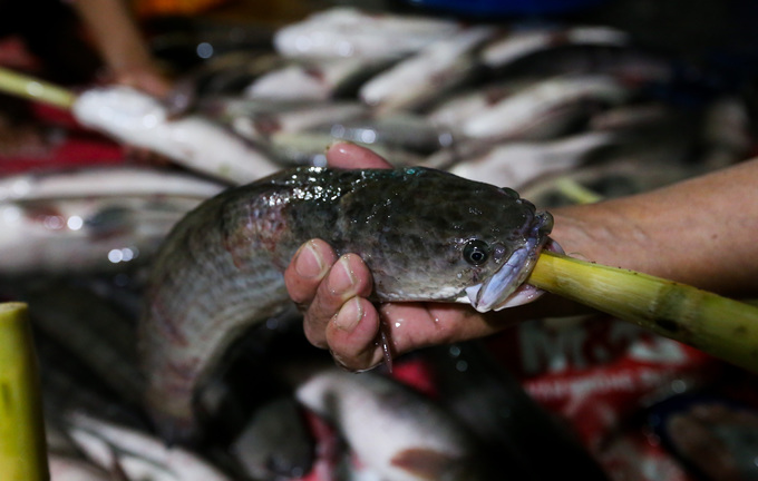 Những bó mía nhập từ Tây Ninh, được cạo vỏ và vót nhọn để xiên cá lóc nướng. Theo người bán, khi nướng với mía thì thịt cá sẽ ngọt hơn.