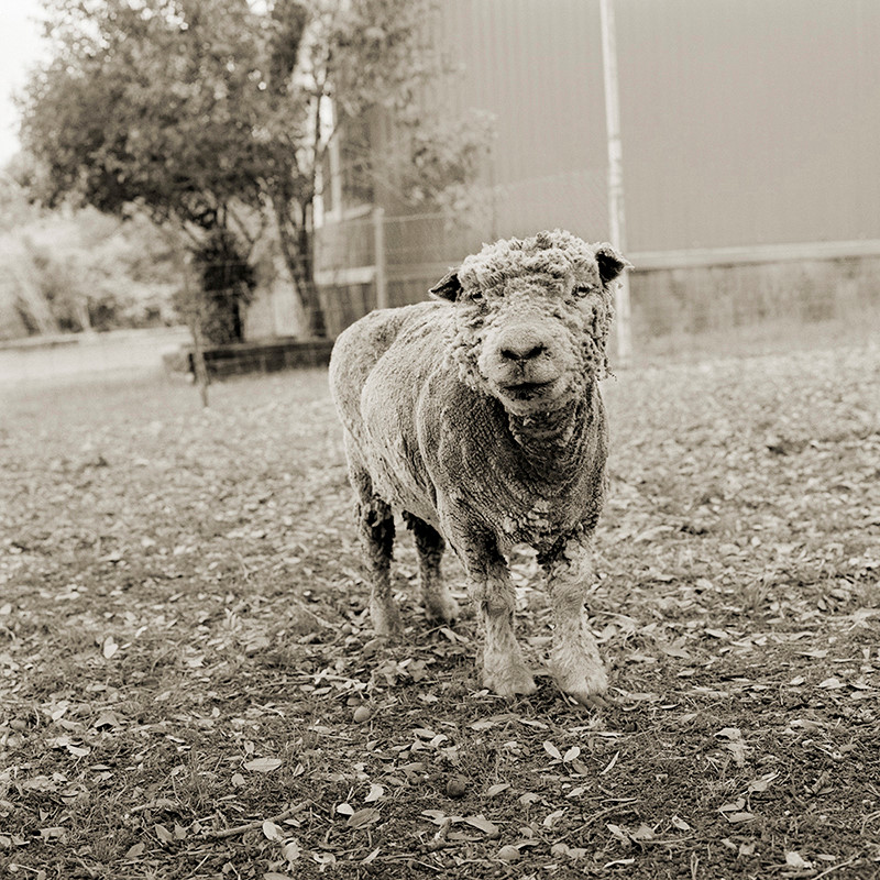 Con cừu Phyllis được ghi hình năm 13 tuổi. Ảnh: Isa Leshko.