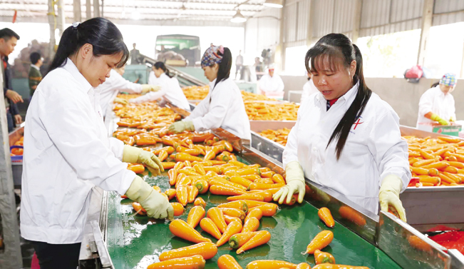 Công nhân phân loại cà rốt trước khi đưa vào đóng gói đưa đi tiêu thụ.
