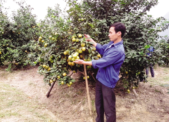 Từ bỏ việc kinh doanh ở thành phố, Nguyễn Văn Bách về quê và trở thành tỷ phú với mô hình trồng chanh.