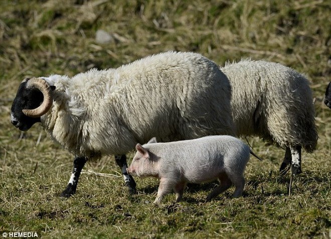 Chú lợn đã sống cùng bầy cừu trong gần hai tuần.