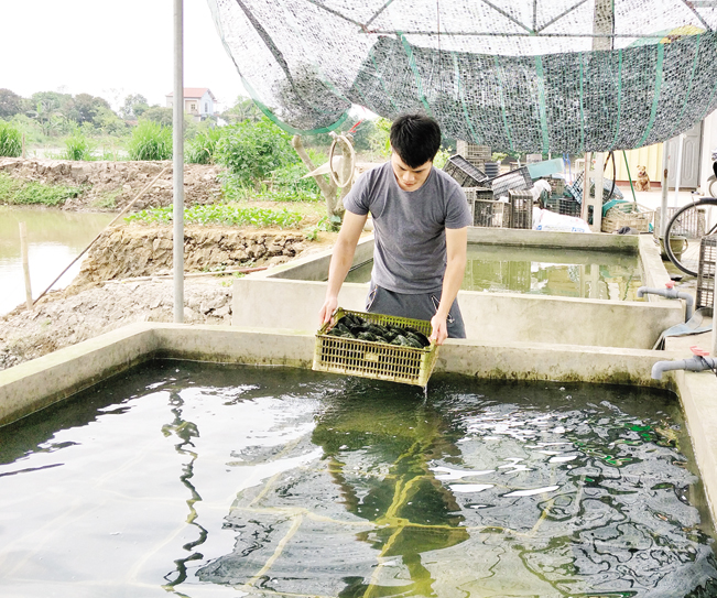 Anh Nguyễn Cao Cầu là một trong những người đầu tiên đầu tư nghiên cứu thành công công nghệ cấy ghép ngọc trai nước ngọt ở Việt Nam.