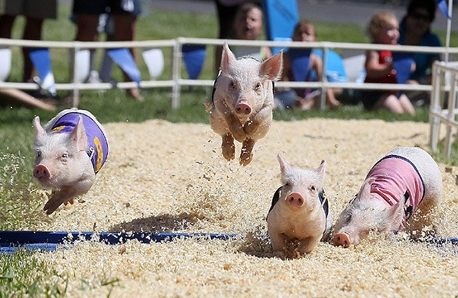 Những chú lợn đang đua tài.