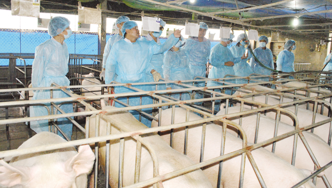 Cán bộ khuyến nông và nông dân thăm mô hình nuôi lợn công nghệ cao.