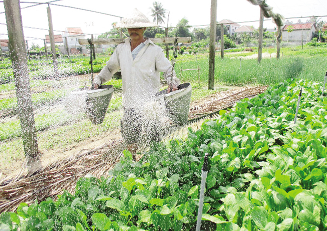 Trong những ngày cuối năm, nông dân tại làng rau Trà Quế đang tất bật chuẩn bị vụ rau chính để bán ra thị trường trong dịp Tết Nguyên đán.