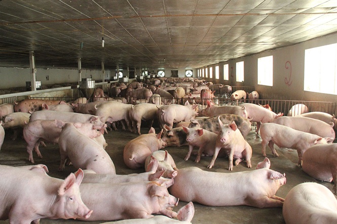 Lợn thịt đảm bảo chất lượng an toàn thực phẩm (Ảnh: TH)