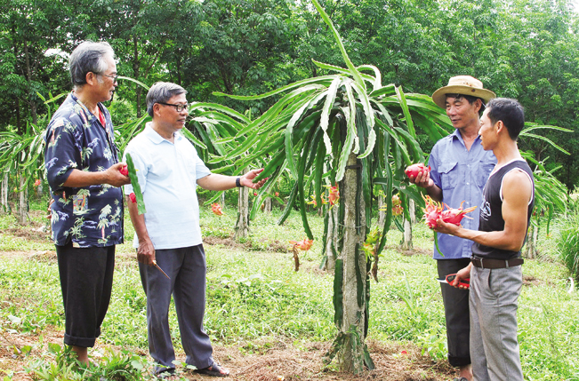 Mô hình trồng thanh long ruột đỏ mang lại hiệu quả kinh tế cao ở xã Vĩnh Thuỷ, huyện Vĩnh Linh (tỉnh Quảng Trị). Thục Quyên